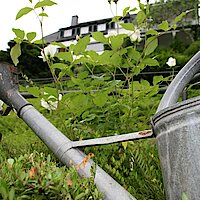 Gießkanne aus Zink im Garten, im Hintergrund am Hang ist das Haus von Konrad Adenauer